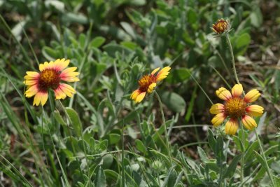 Blanket Flower (Gaillardia pulchella)