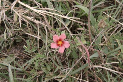 Bracted Sida (Sida ciliaris)