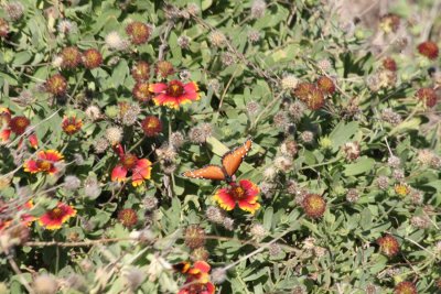 Blanket Flower (Gaillardia pulchella)