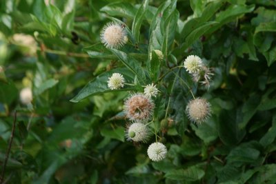 Button Bush (Cephalathus occidentalis)