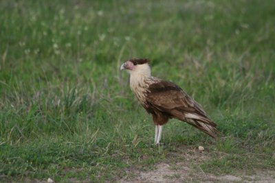 Old-Crested Caracara