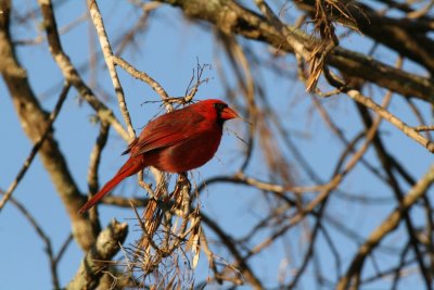 Northern Cardinal with Seed