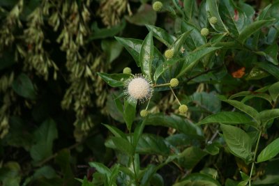 Button Bush (Cephalathus occidentalis)