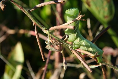 Caterpillar