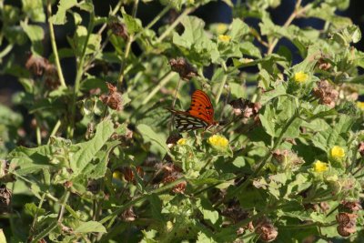 Gulf Fritillary