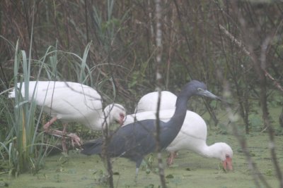 Little Blue Heron and White Ibuses