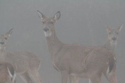 White Tailed Deer-Foggy Morning