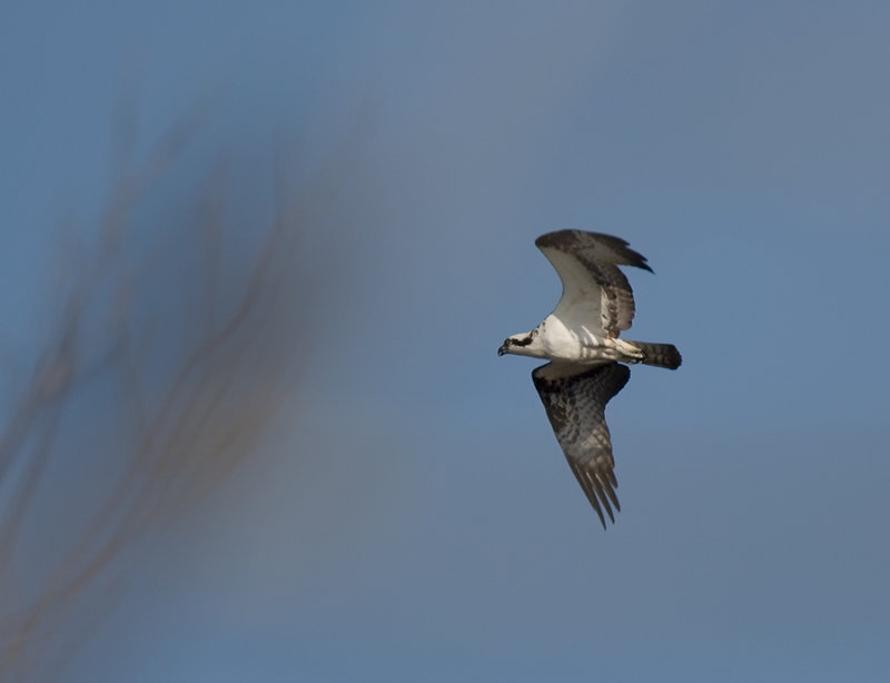 Osprey IMG_0443.jpg
