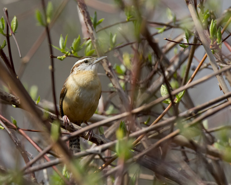 Carolina Wren. IMG_6440.jpg