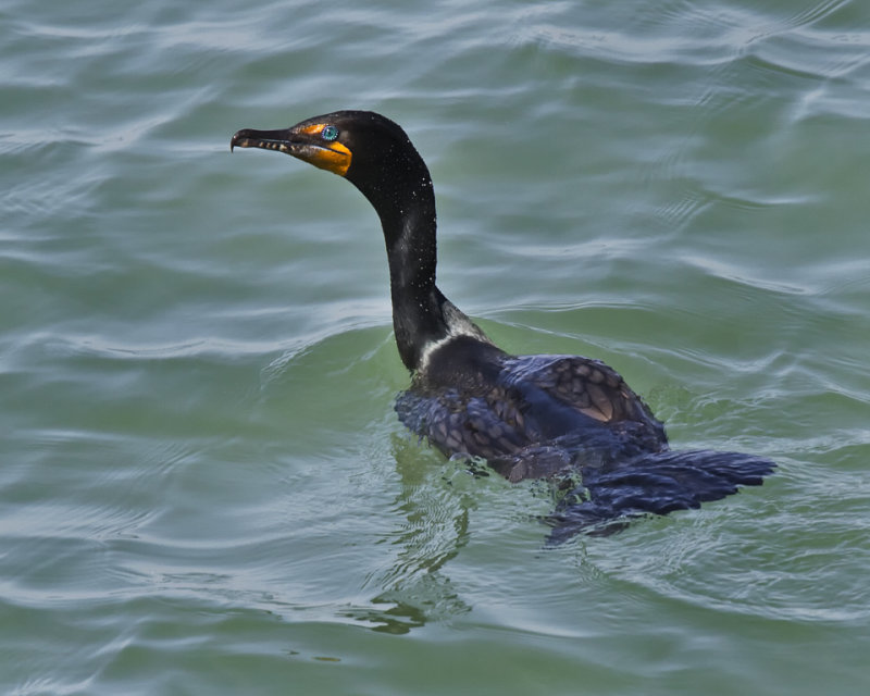 Cormorant IMG_8570.jpg