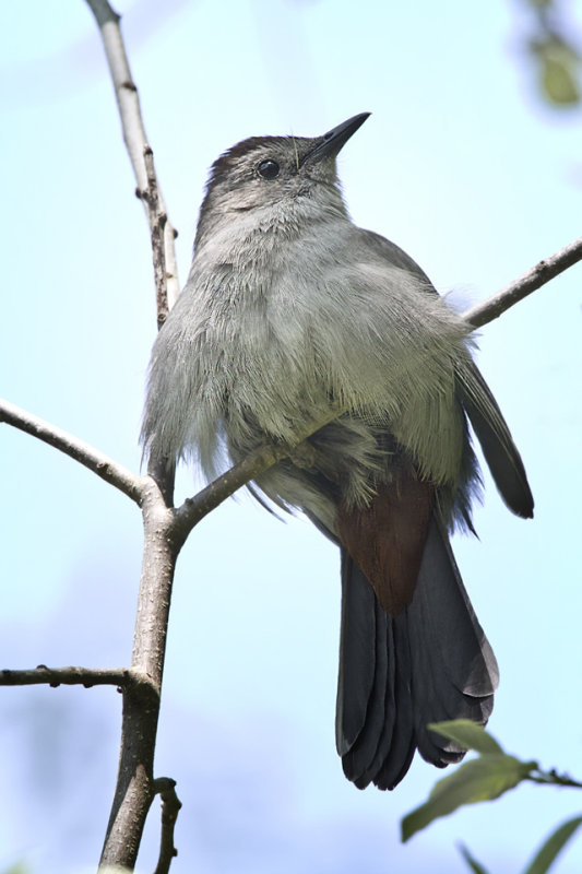 Gray Catbird IMG_8704.jpg