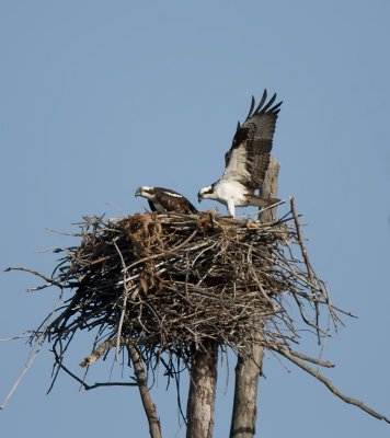 Osprey IMG_0452.p