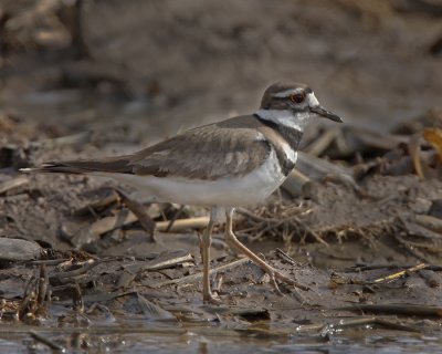 Killdeer. IMG_4240.jpg