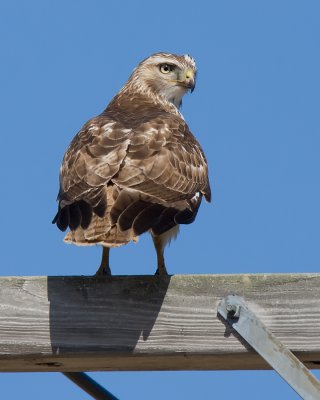 Hawk. IMG_4377.jpg