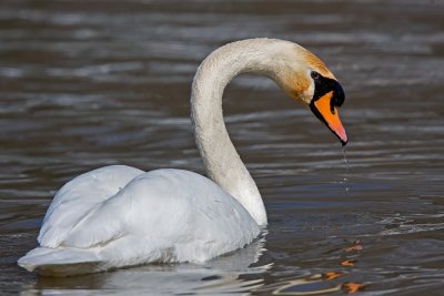 Swan IMG_4315.jpg