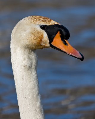 Swan IMG_4306.jpg