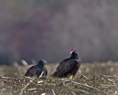 Turkey Vulture. IMG_4448.jpg