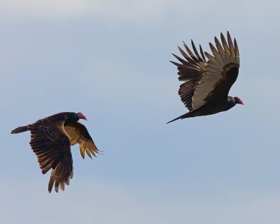 Turkey. Vultures IMG_4484.jpg