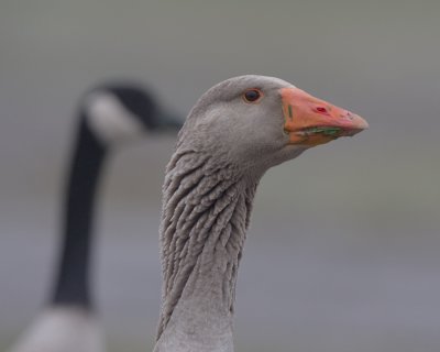 Goose. IMG_4712.jpg