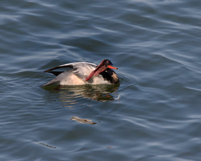 Red Breasted Merganser IMG_5011.jpg