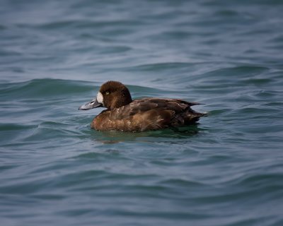 Greater Scaup Female IMG_5333.jpg