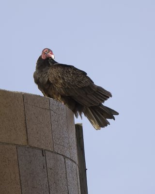 Turkey Vulture IMG_5616.jpg