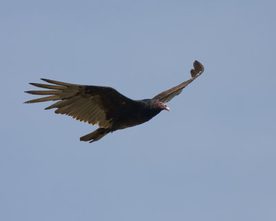 Turkey Vulture IMG_5868.jpg