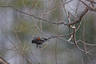 Red Winged Blackbird IMG_5568.jpg