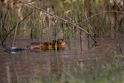 Beaver IMG_5439.jpg