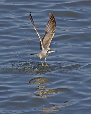 Gull IMG_6881.jpg