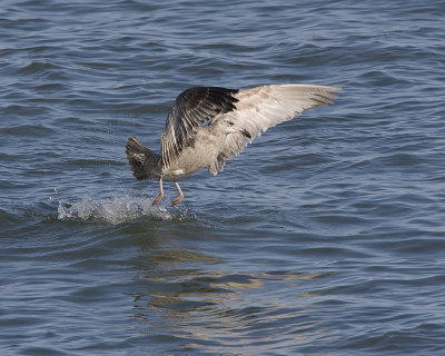 Gull IMG_6896.jpg