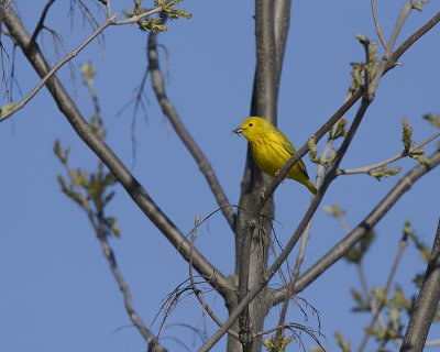 Yellow Warbler IMG_7417.jpg