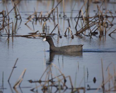 American Coot IMG_7318.jpg