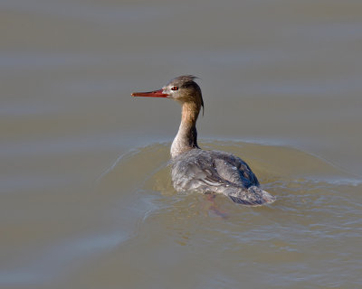 Red Breasted Merganser IMG_5793.jpg