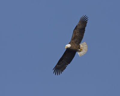 Bald Eagle IMG_7336.jpg