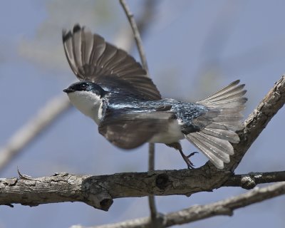 Tree Swallow IMG_7105.jpg