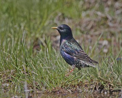 Starling breeding plumage IMG_7622.jpg