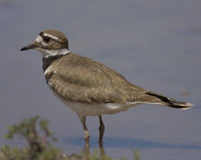 Killdeer IMG_7751.jpg