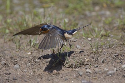 Barn Swallow IMG_7795.jpg