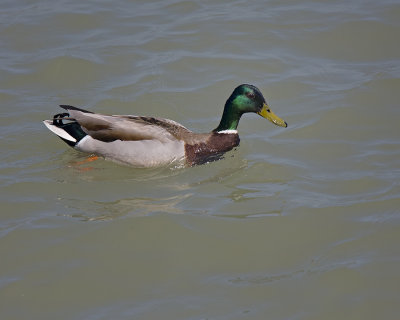 Mallard IMG_8064.jpg