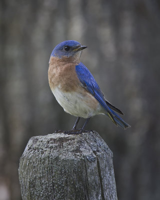 Bluebird. IMG_8120.jpg