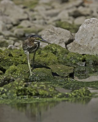 Green Heron IMG_8960-Edit.jpg