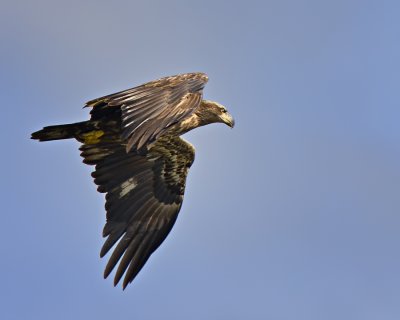  Bald Eagle Juvenile.  IMG_9219.jpg