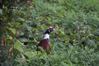 Pheasant IMG_9345.jpg