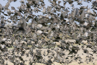 Starlings  IMG_0055.jpg