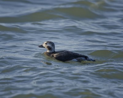 Long Tailed Duck IMG_0754.jpg