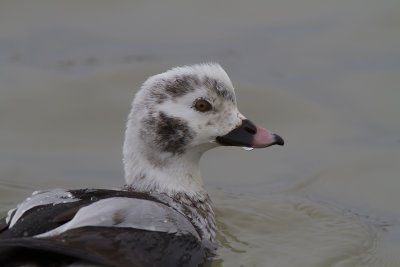 Long-Tailed Duck Male IMG_1070.jpg