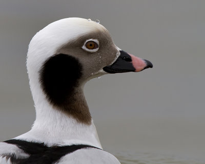 Long-Tailed Duck Male IMG_1112.jpg
