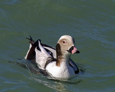 Long-Tail Duck Male IMG_1451.jpg