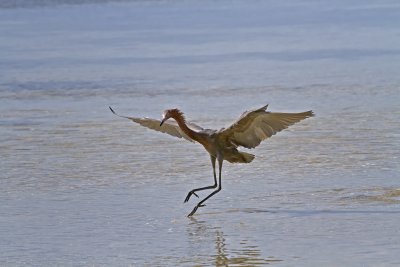 Reddish Egret. IMG_3021.jpg
